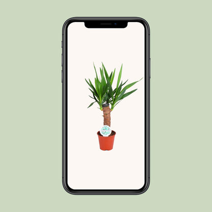 Yucca Elephantipes – Pflegeleichte Zimmerpflanze Ø14cm, 60cm hoch