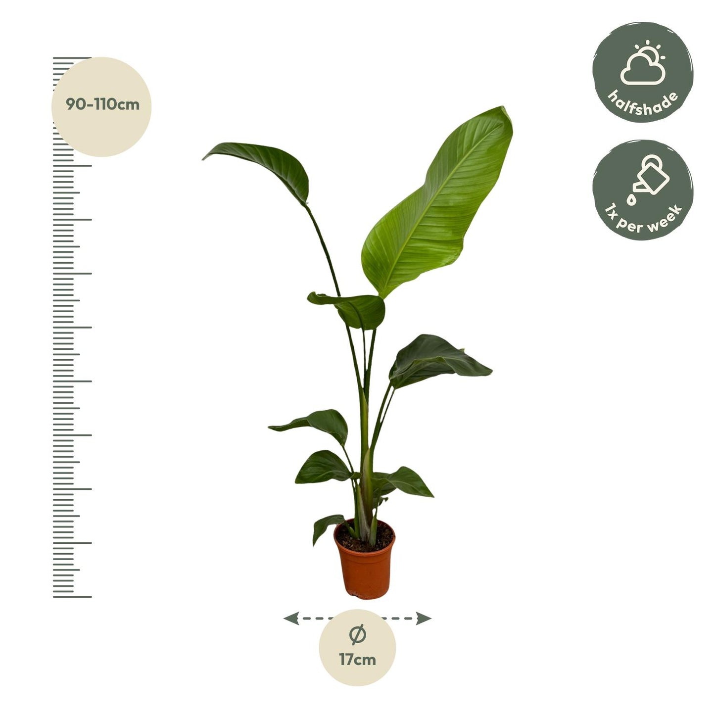 2x Strelitzia Nicolai – Exotische, pflegeleichte Zimmerpflanze 100 cm