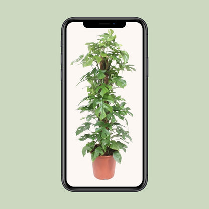 Monstera Minima Mosstok – Pflegeleichte Zimmerpflanze Ø27cm
