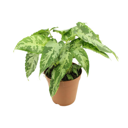 Schismatoglottis Pusilla – Luftreinigende Zimmerpflanze Ø15cm