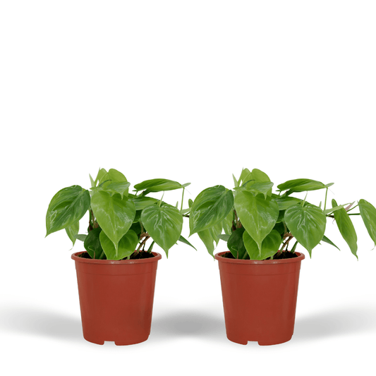 2x Pflegeleichter Kletter-Philodendron im 12cm Topf
