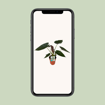 Alocasia Wentii – Elegante Elefantenohr-Pflanze Ø19cm