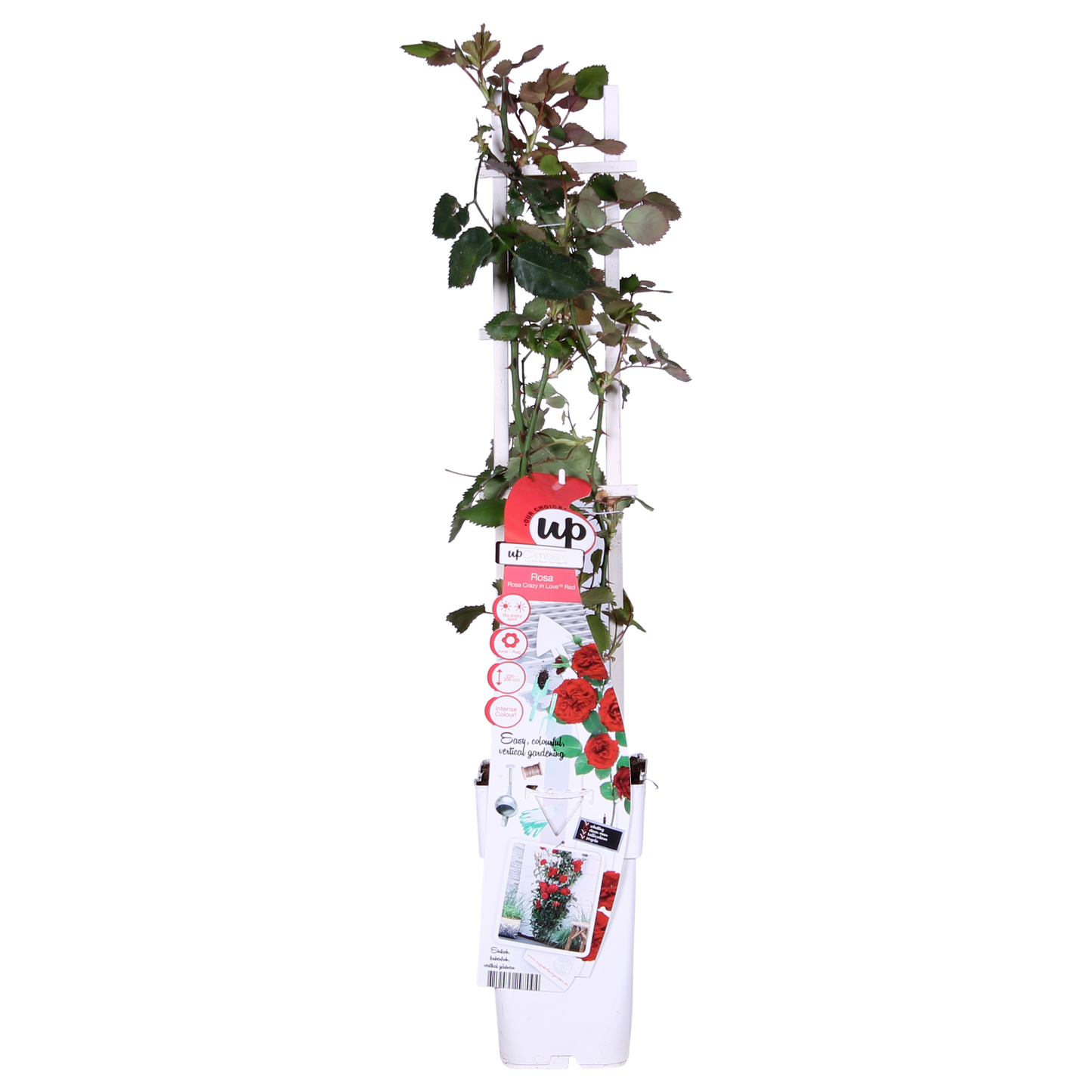 3x Rosa Crazy in Love 'Red' – Lebendige Duftrose Ø15cm, 65cm Höhe