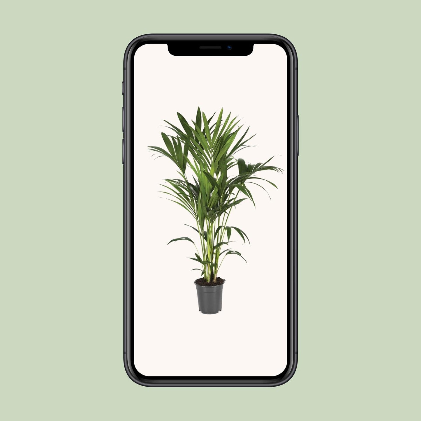 Howea Forsteriana – Kentia-Palme Ø21cm, bis 120cm hoch
