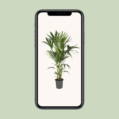 Howea Forsteriana – Kentia-Palme Ø21cm, bis 120cm hoch