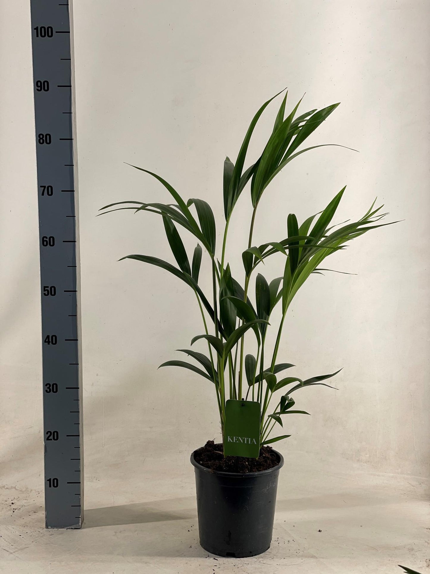 Howea Forsteriana - Pflegeleichte Kentia Palme Ø19cm