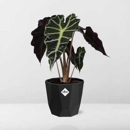 Alocasia ‘Polly’ in 14cm b.for rock living black