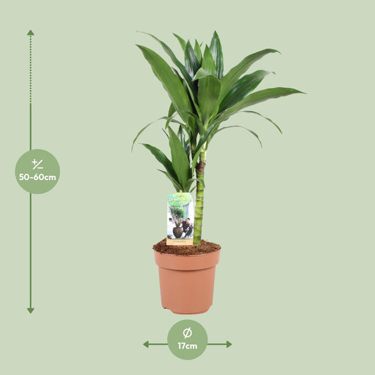 Dracaena Janet Craig – Pflegeleichte Zimmerpflanze Ø17cm