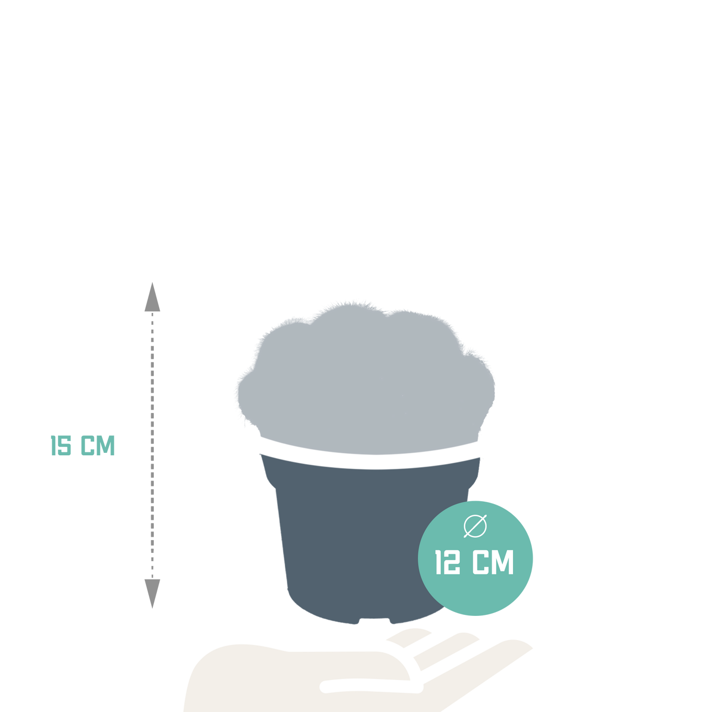 Eriocactus warasii – Pflegeleichter Kugelkaktus 12 cm