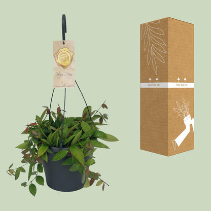 Hoya Gracilix - Ø19cm - ↕20cm