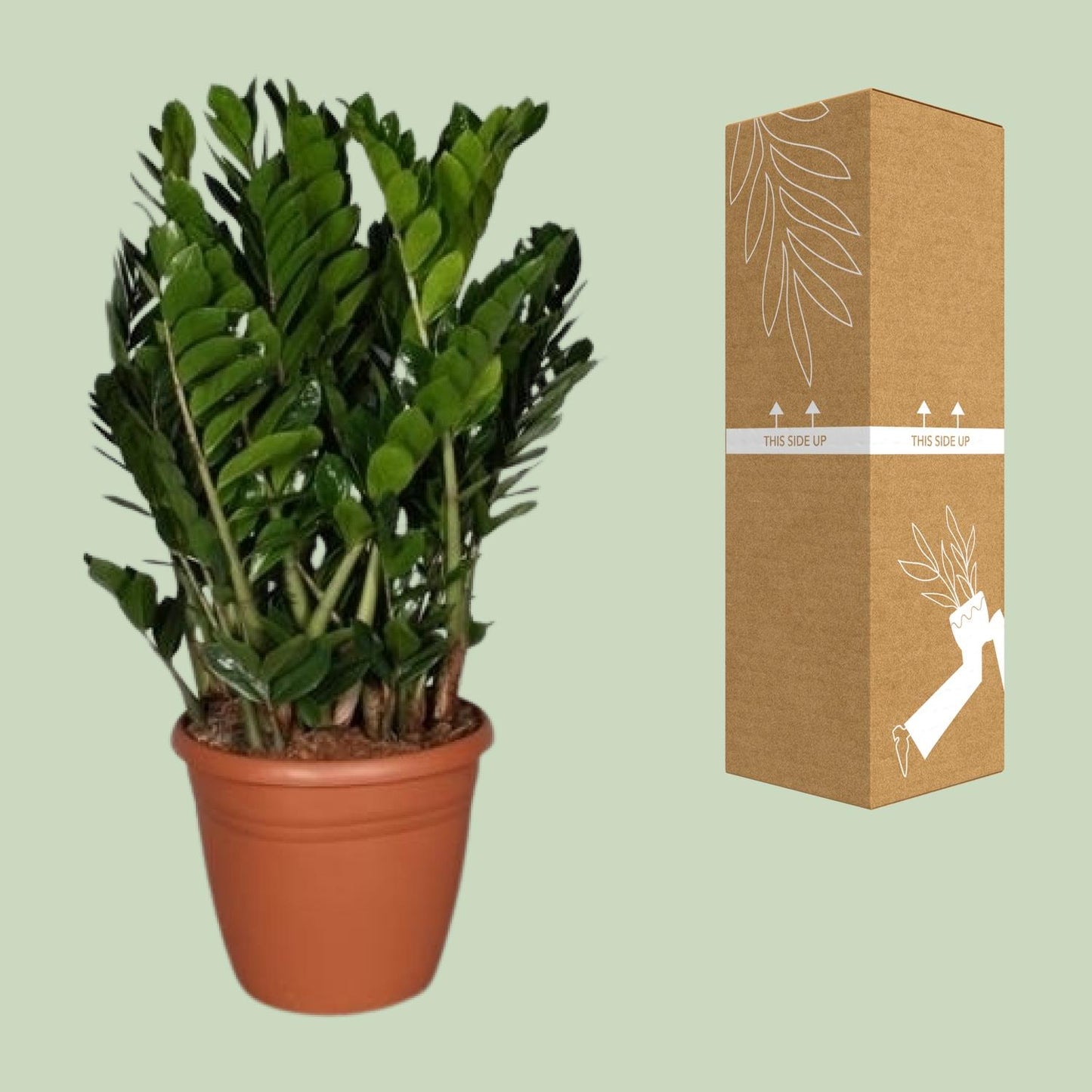 Zamioculcas Zamiifolia – Pflegeleichte Trendpflanze Ø37cm
