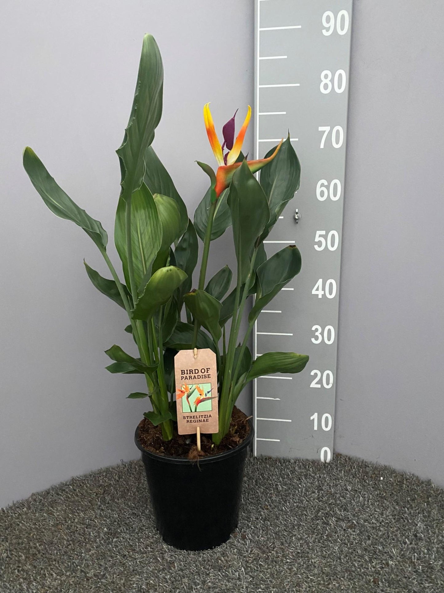 Strelitzia Reginae Kunstpflanze Ø21cm, 75cm hoch