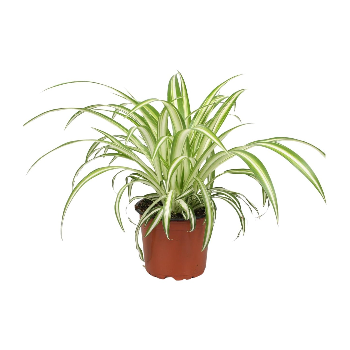 Chlorophytum (Spider-Pflanze) Ø12cm, 25cm Höhe – Pflegeleicht & Luftreinigend