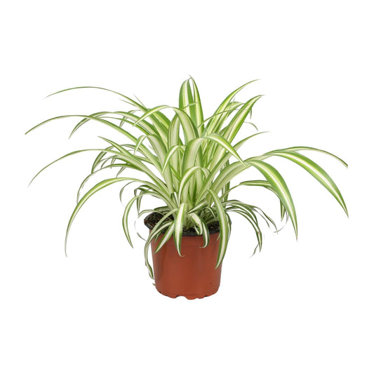Chlorophytum (Spider-Pflanze) Ø12cm, 25cm Höhe – Pflegeleicht & Luftreinigend
