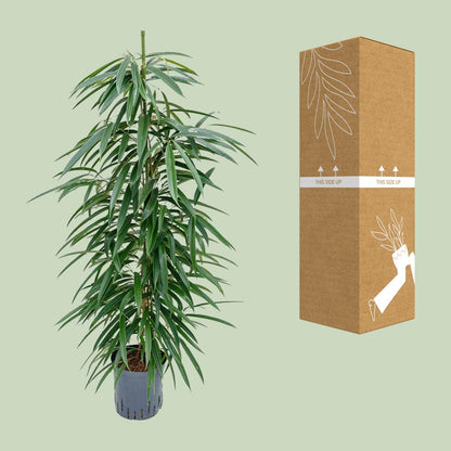 Ficus Alii – Pflegeleichter Eleganter Zimmerficus Ø18cm