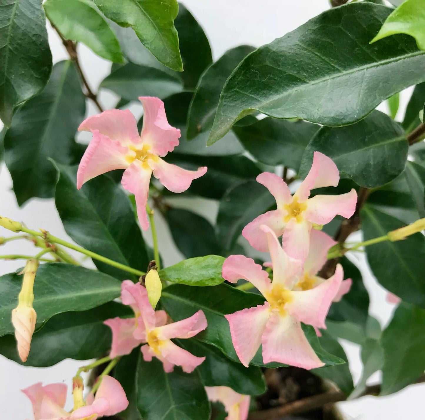2x Trachelospermum 'Star of Ibiza' – Duftende Kletterpflanze Ø15cm