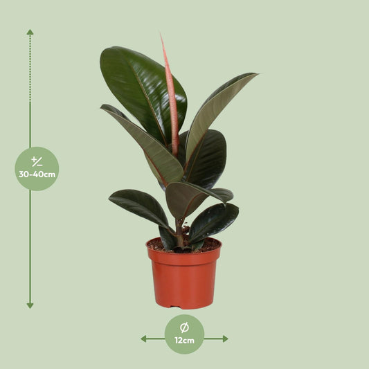 Ficus Elastica Robusta – Pflegeleichte Zimmerpflanze Ø12cm