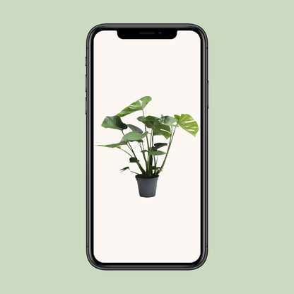 Monstera Deliciosa – Pflegeleichtes Fensterblatt, 65 cm