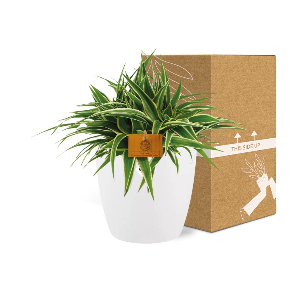 Chlorophytum Ocean 15 cm in ELHO Brussels Topf Weiß