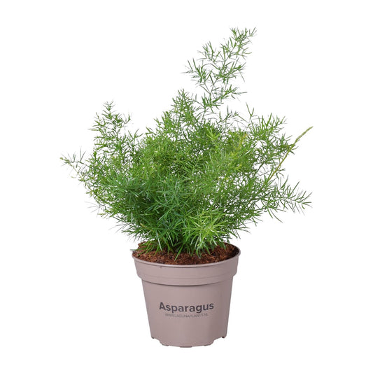 Asparagus Sprengeri – Pflegeleichte Zimmerpflanze Ø15 cm