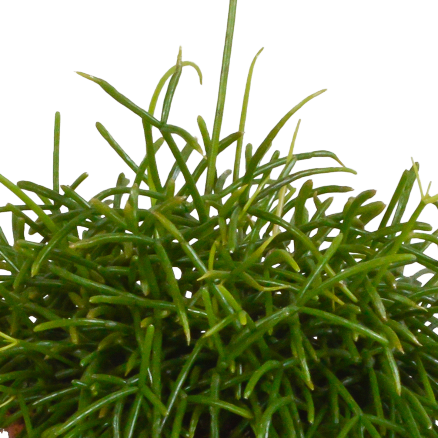 Rhipsalis baccifera Oase 12 cm – Pflegeleichte Sukkulente