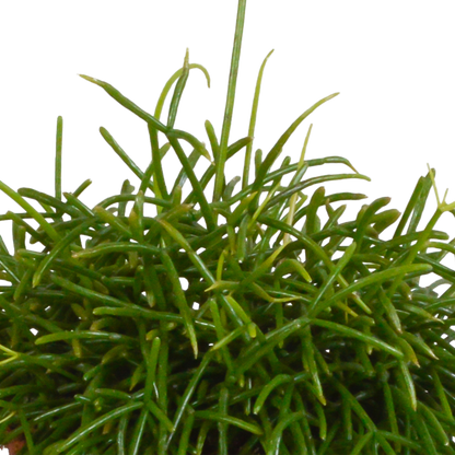 Rhipsalis baccifera Oase 12 cm – Pflegeleichte Sukkulente