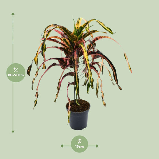 Croton Dreadlock Ø19cm – Bunte, pflegeleichte Zimmerpflanze bis 85cm