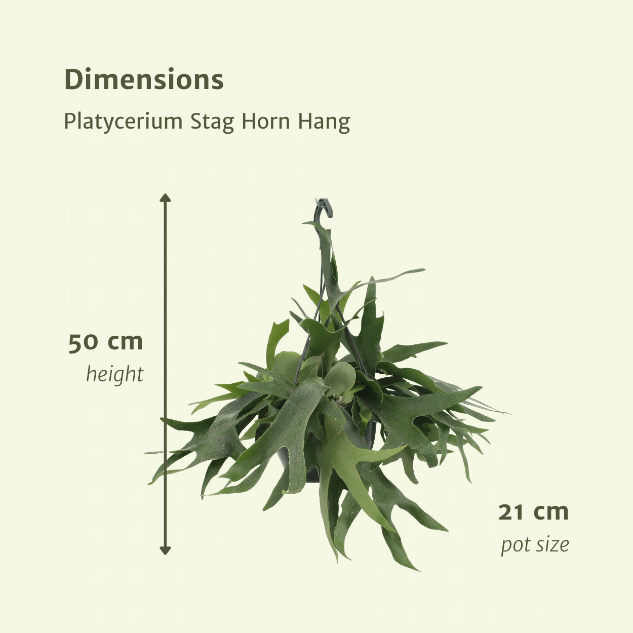 Platycerium Geweihfarn hängend Ø21cm, ca. 50cm Höhe