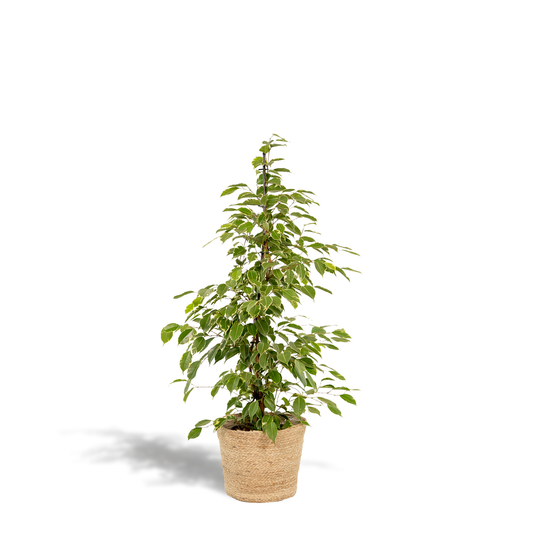 Ficus benjamina Goldenking Ø21cm mit Korb Selin