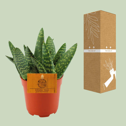 Aloe Paradisicum – Kompakte pflegeleichte Aloe Vera Ø10,5cm