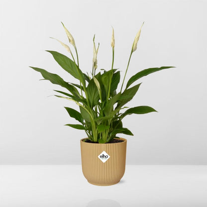 Spathiphyllum 12 cm Torelli in ELHO Vibes Fold 14 cm Gelb