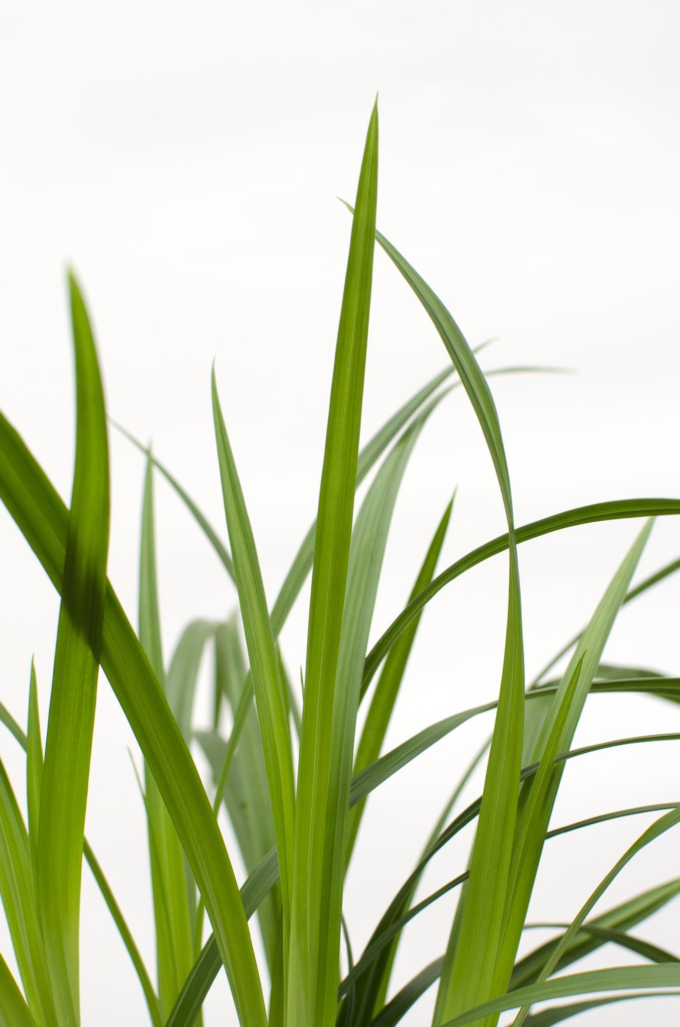 3x Carex morrowii 'Irish Green' – Pflegeleichtes, robustes Ziergras Ø14cm