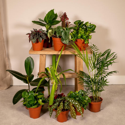 Außenseiterbox – 12 einzigartige pflegeleichte Pflanzen Ø12cm