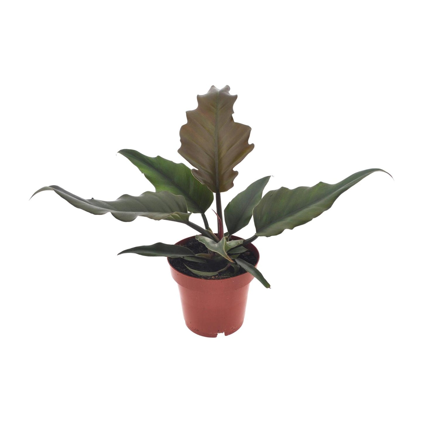 Philodendron Caramel – Pflegeleichte Zimmerpflanze Ø12cm