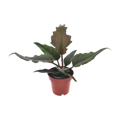 Philodendron Caramel – Pflegeleichte Zimmerpflanze Ø12cm