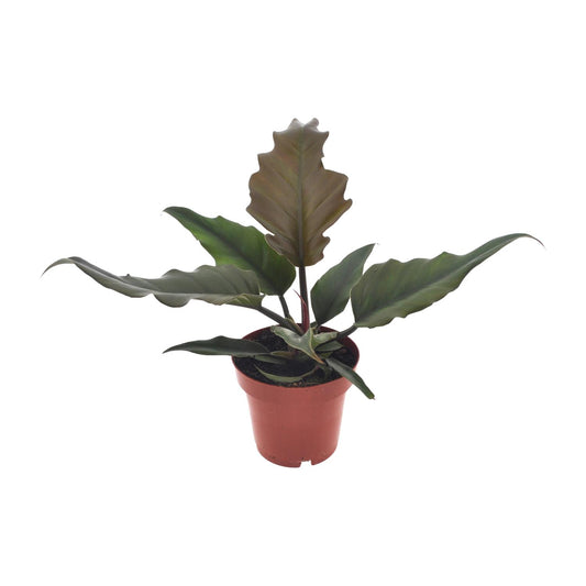 Philodendron Caramel – Pflegeleichte Zimmerpflanze Ø12cm
