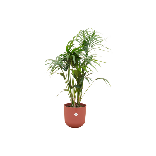 Kentia-Palme im Elho Jazz Round Topf Ø26 cm, 130 cm