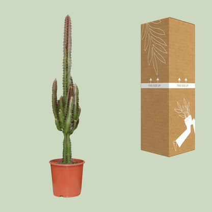 Euphorbia Trigona Rubra – Exotische Zimmerpflanze Ø17cm, bis 70cm hoch