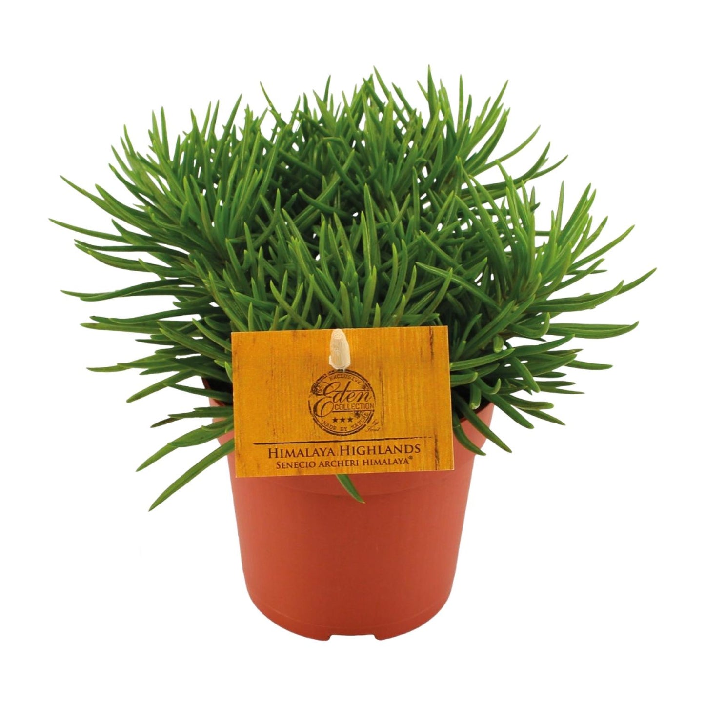 Senecio Himalaya – Pflegeleichte Zimmerpflanze Ø11cm