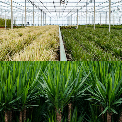 Set Dracaena & Yucca – Pflegeleichte Exoten 70-90cm