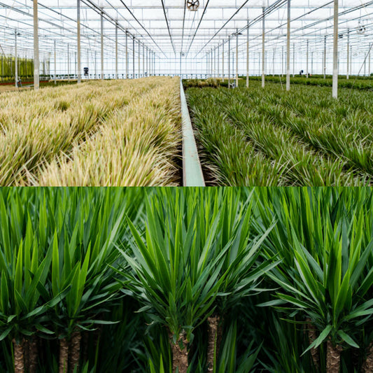 Set Dracaena & Yucca – Pflegeleichte Exoten 70-90cm