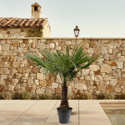Trachycarpus Fortuneii – Robuste Fächerpalme 220-240 cm