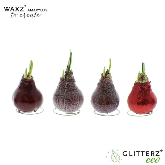 Amaryllis Waxz To Create Bordeaux – 4 Stück, Ø7 cm, 15 cm Höhe
