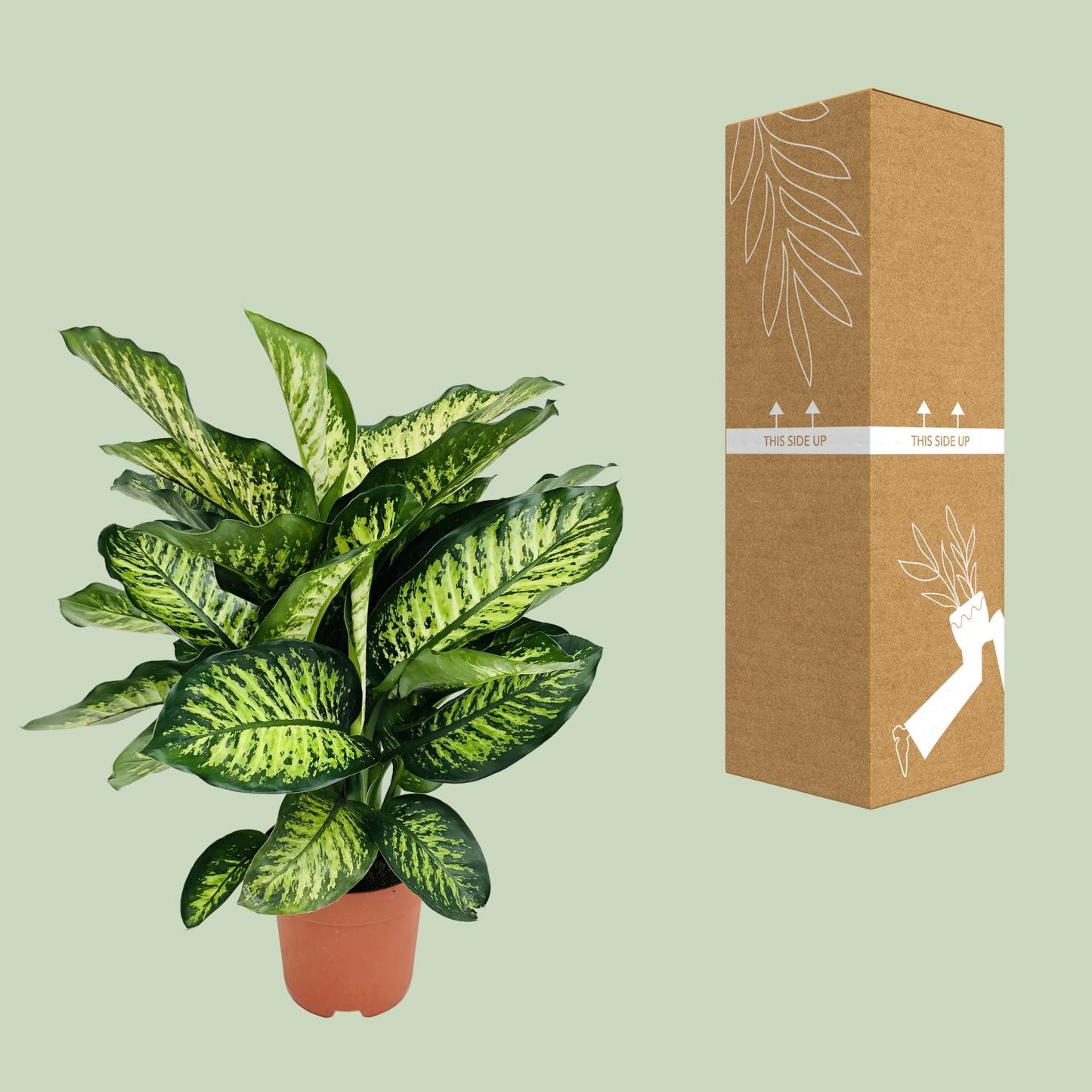 Dieffenbachia Camilla – Pflegeleichte und luftreinigende Zimmerpflanze Ø21cm