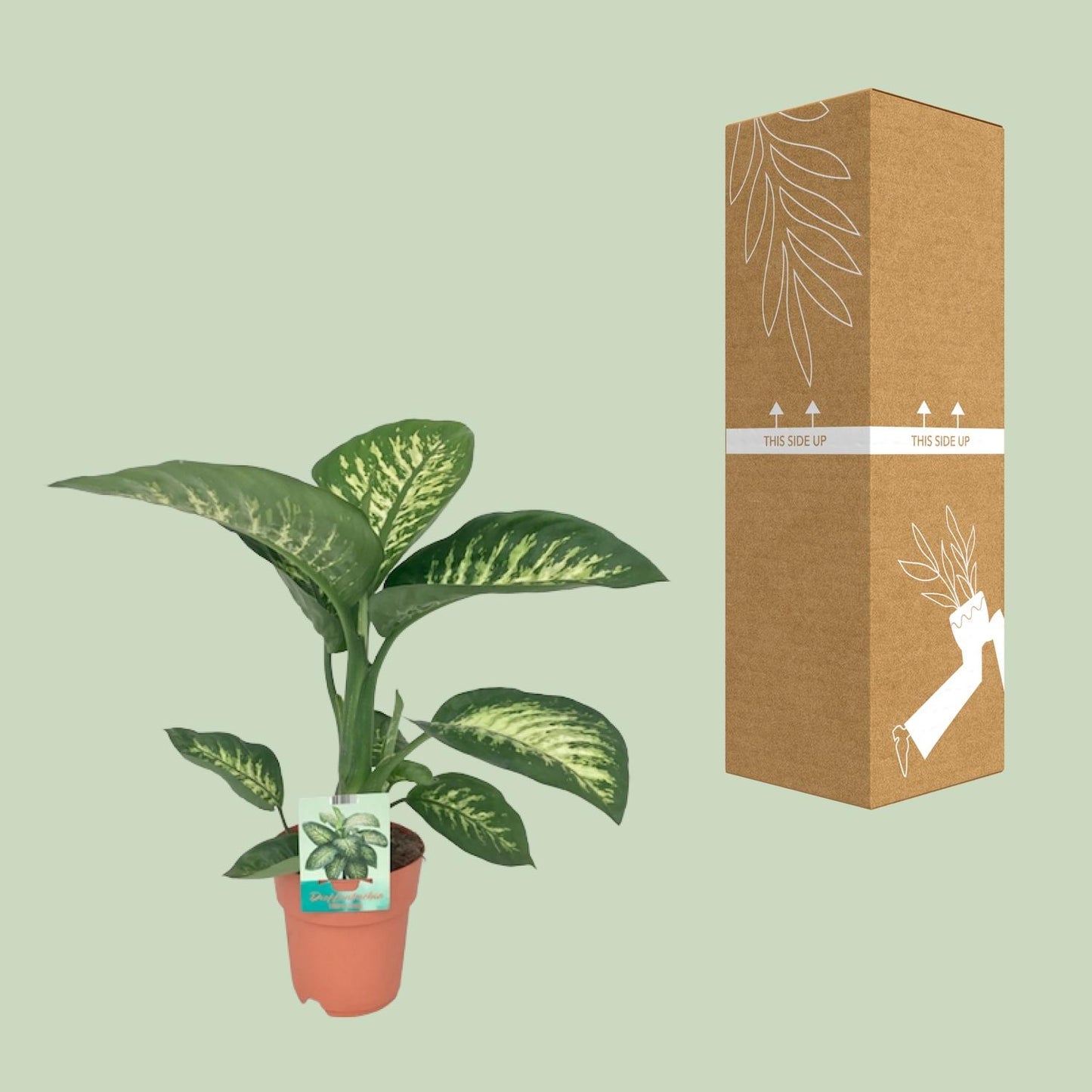 Dieffenbachia Seguine Tropic Snow Ø19cm – Pflegeleichte Zimmerpflanze
