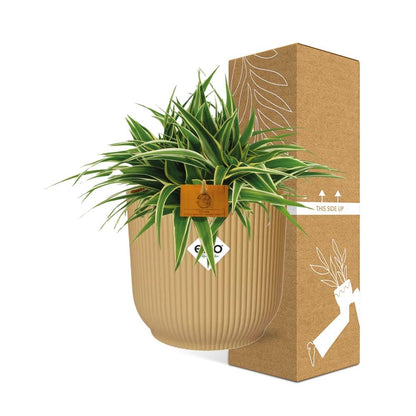 Chlorophytum Ocean 15cm in ELHO Vibes Fold Gelb