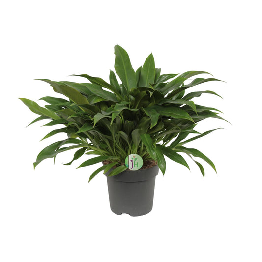 Philodendron Little Phil – kompakte, luftreinigende Zimmerpflanze Ø17cm
