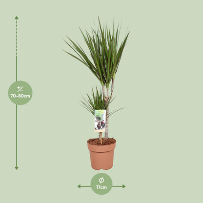 Dracaena Marginata – Pflegeleichter Drachenbaum Ø17cm