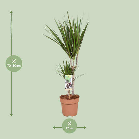 Dracaena Marginata – Pflegeleichter Drachenbaum Ø17cm