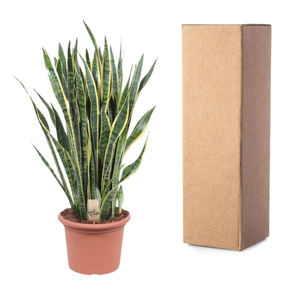 Sansevieria Laurentii – Pflegeleichte Schlangenpflanze 100 cm